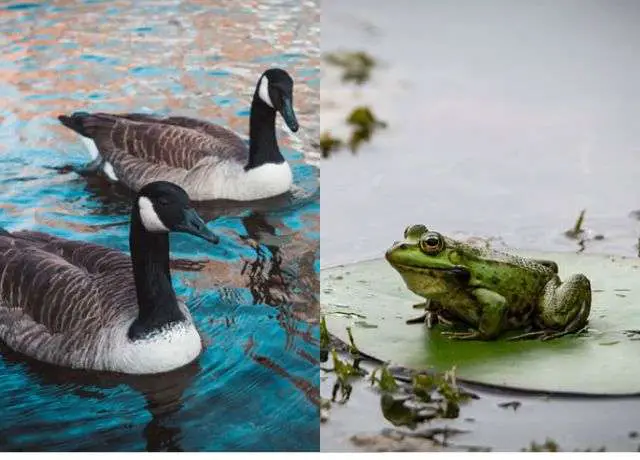stories with management lessons_A Frog and two Goose